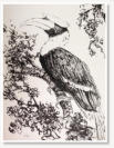 Jen Wong. Hornbill. Ink on paper.