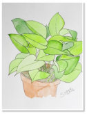 Steve Hirst. Plants. Watercolour on paper.
