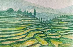 2025   6 x 4 inches   Watercolour on paper